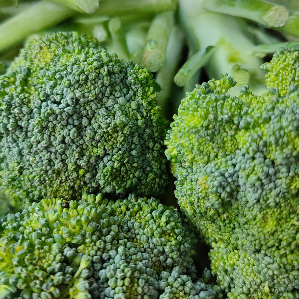 Hvorfor er broccoli sundt